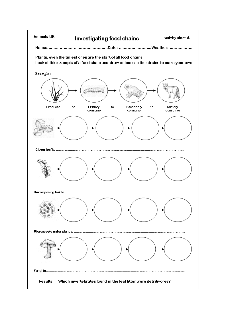 Food Chain Free Printable Worksheets