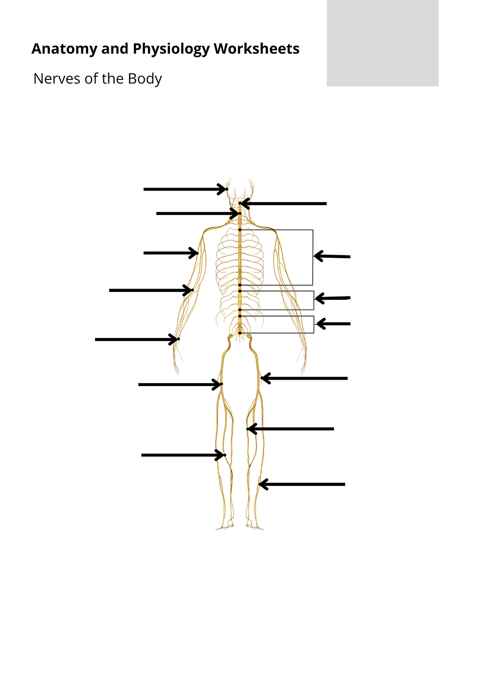 Anatomy And Physiology Printable Worksheets Massage Therapy