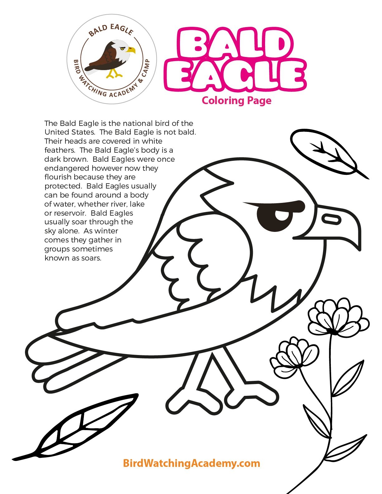 Bald Eagle Printable Worksheets For Kids