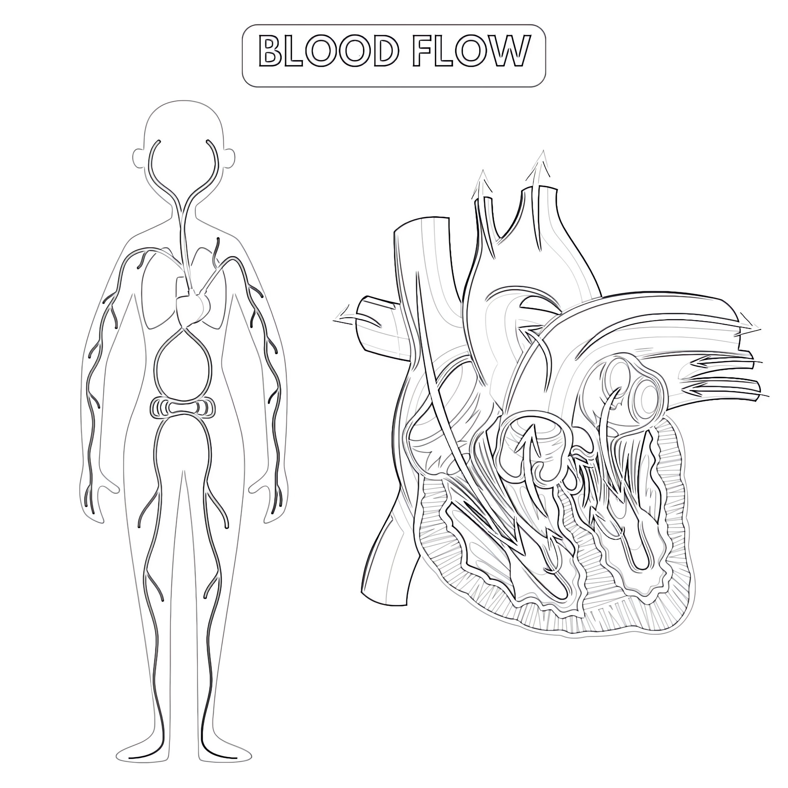 Blood Flow Of The Human Coloring Page Coloring Pages Mimi Panda