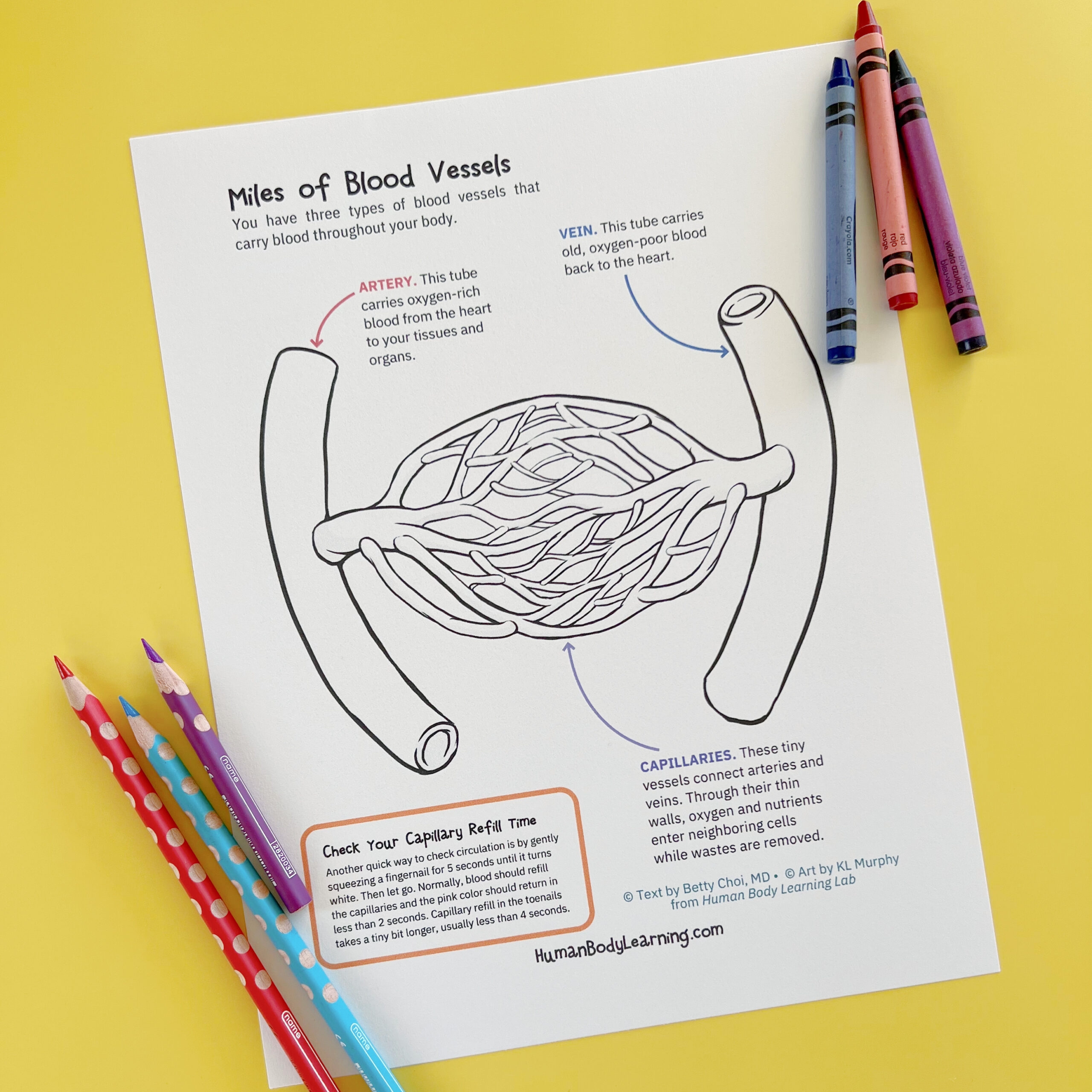 Color In Circulatory System Printable Worksheets
