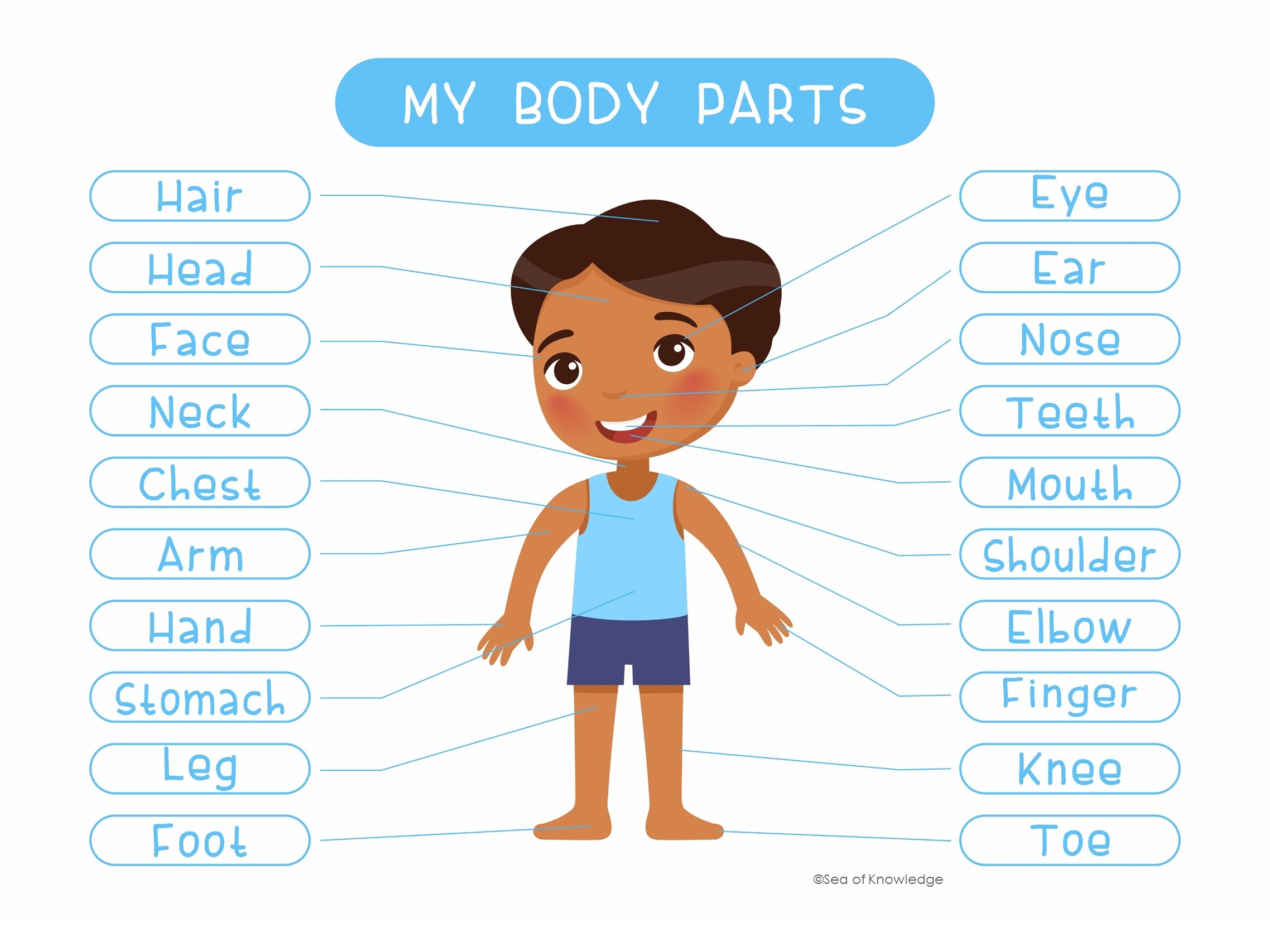 Esl Beginner Worksheets Printable Body Parts