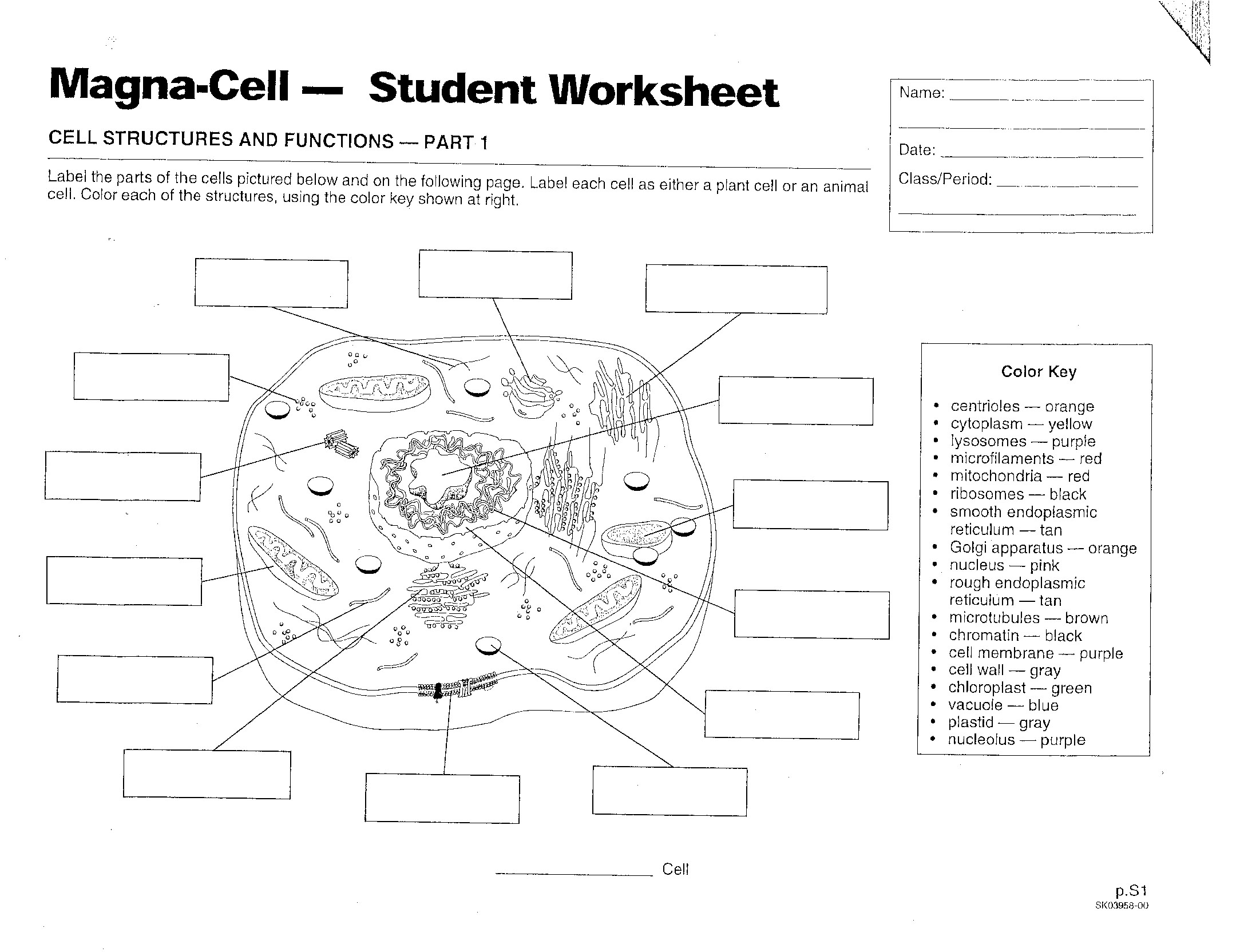 Cells Mrs Musto 7th Grade Life Science