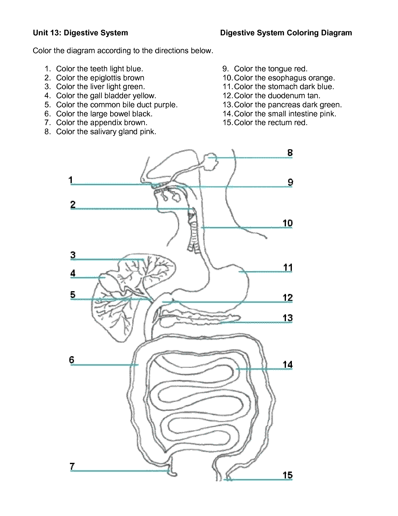 Digestive System Activities Middle School Google Search Worksheets Library