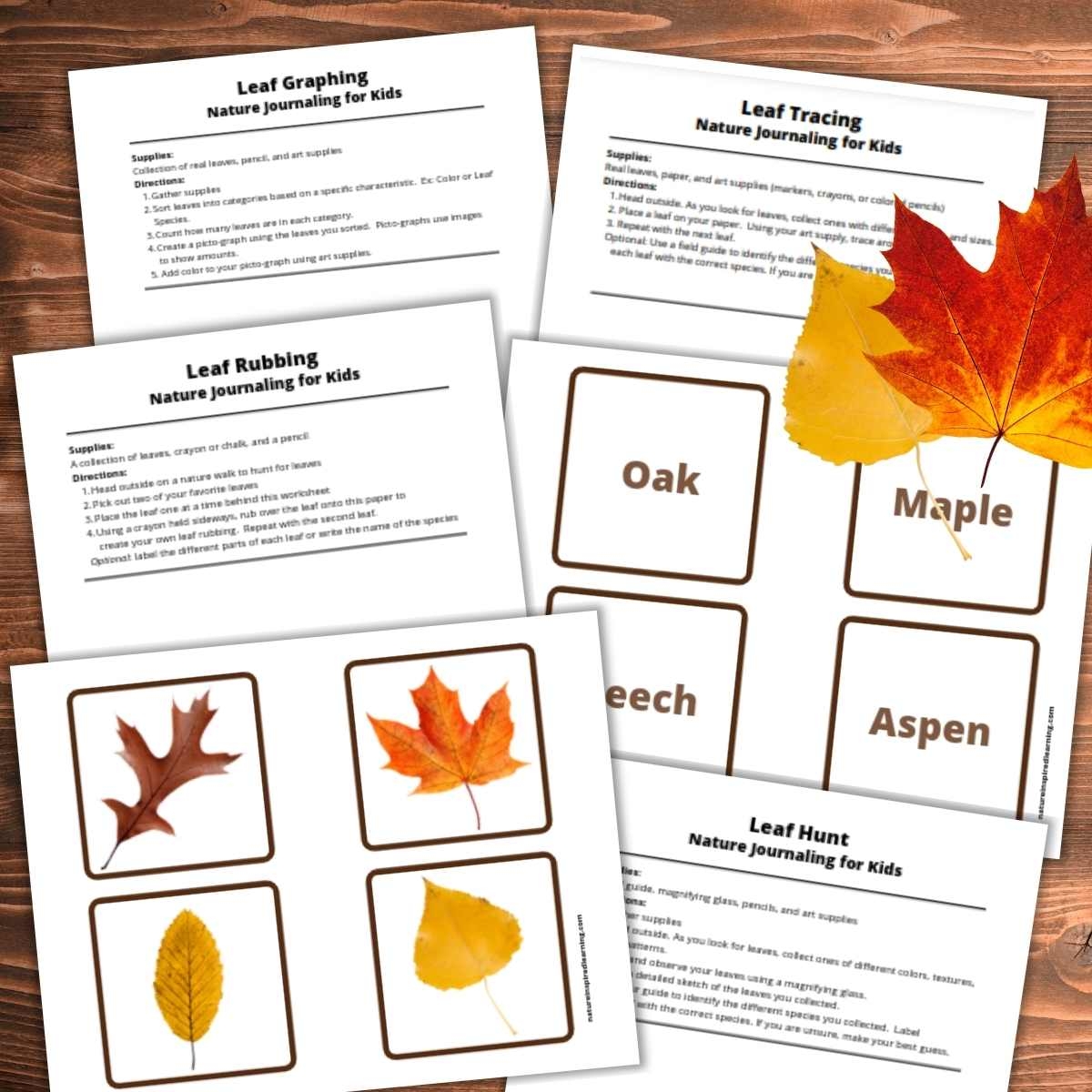 Fall Leaf Printables And Activities For Kids