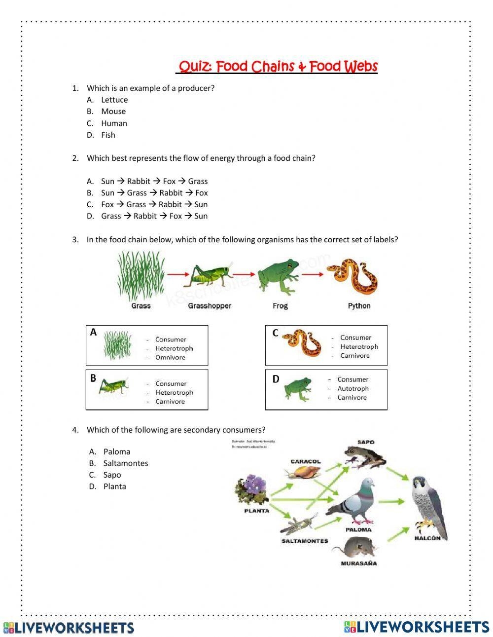 Ferocious Food Chain Worksheets Free And Easy Print The Simple Worksheets Library