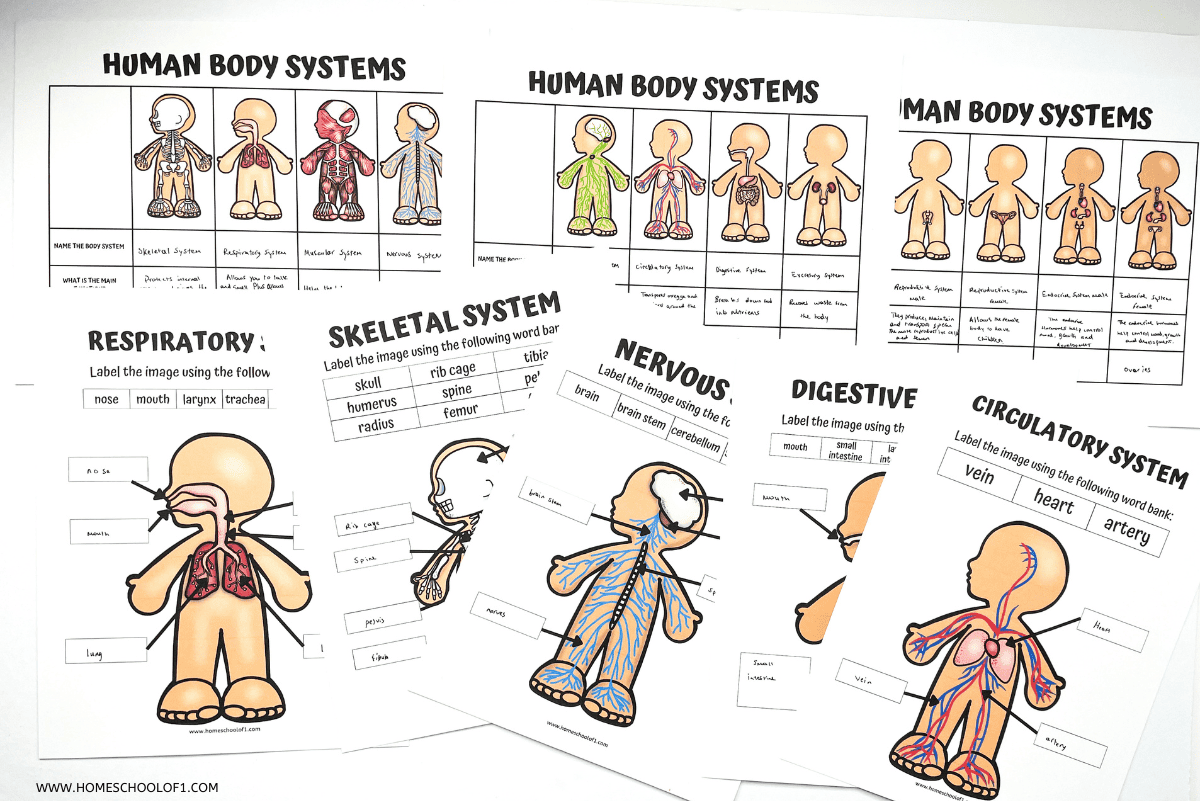 Body Systems Free Printable Worksheets