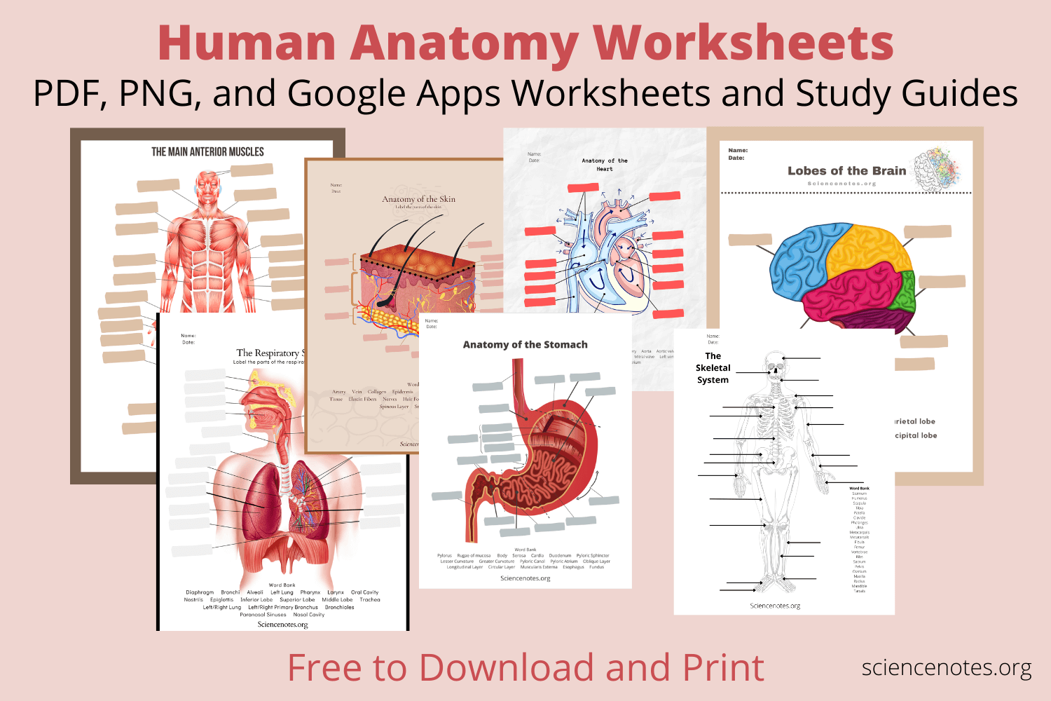 Anatomy And Physiology Printable Worksheets Medical School