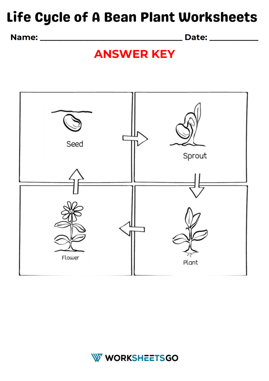 Life Cycle Of A Bean Plant Worksheets WorksheetsGO