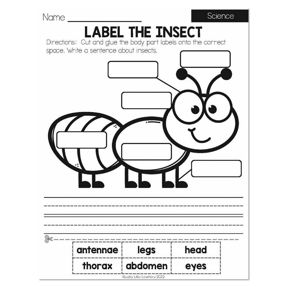 Summer Early Finishers 1st Grade Science Label The Insect Lucky Little Learners