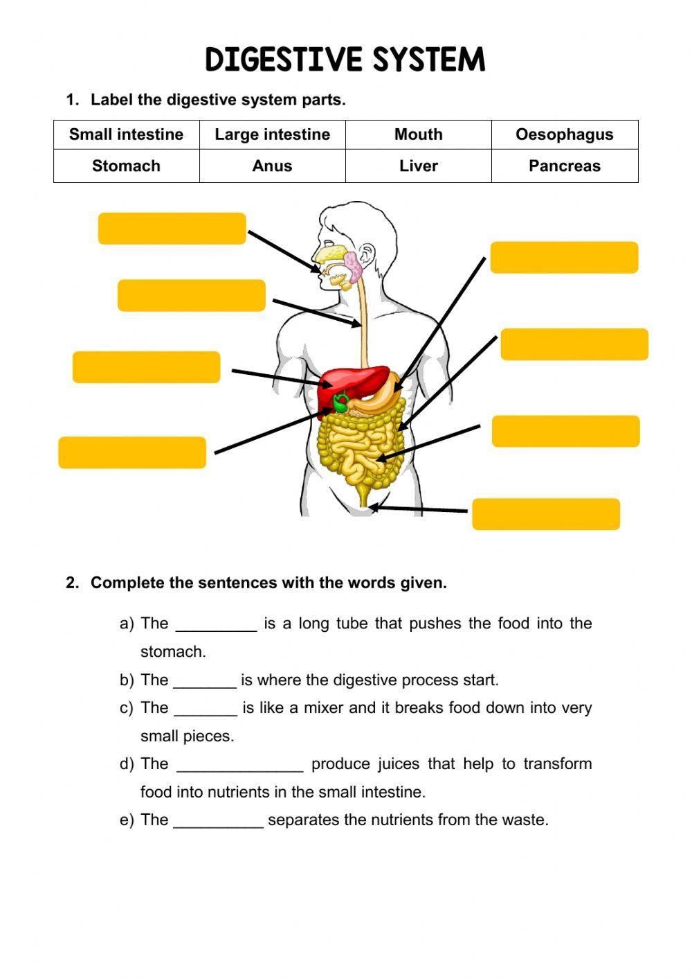 Digestive System Worksheets Middle School Printable