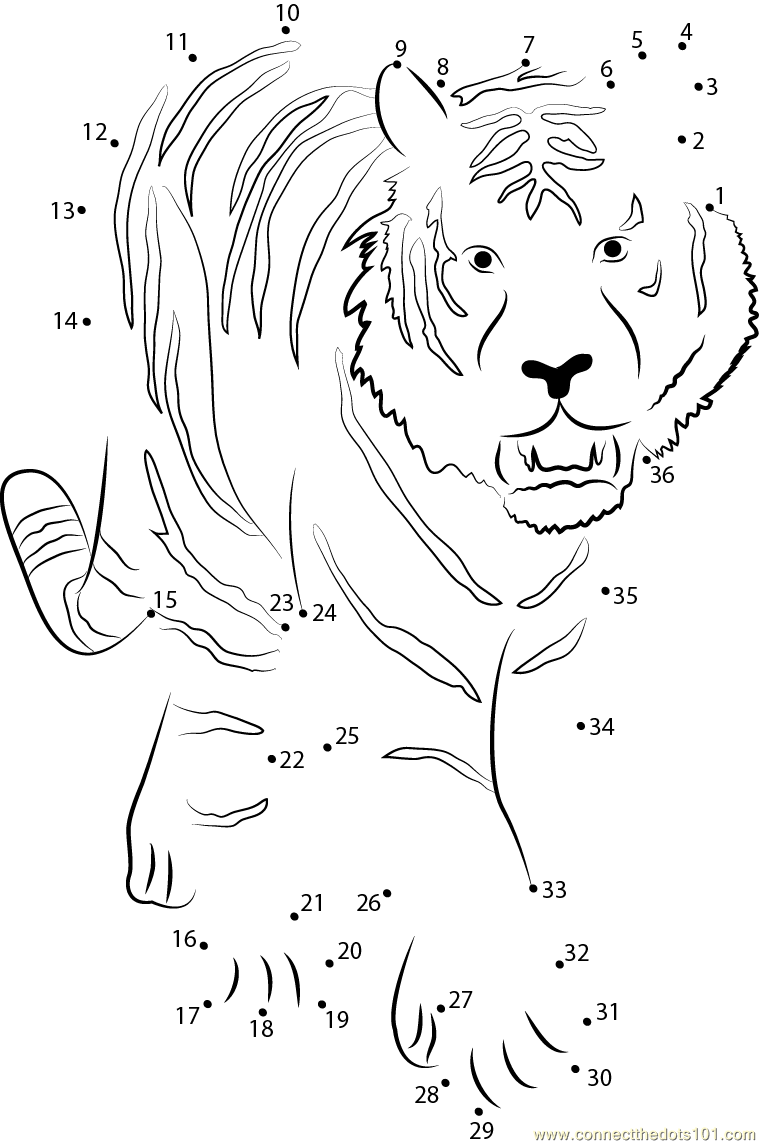 Tiger Walking Towards Dot To Dot Printable Worksheet Connect The Dots